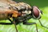 Hydrophoria lancifer
